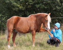 Pferd Peter (Deutsches Reitpony, 1996)