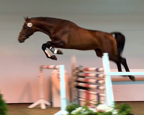 jumper Hengst von Lord Pezi (Oldenburg show jumper, 2011, from Lord Pezi)