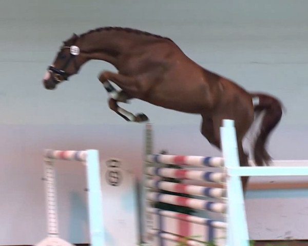 jumper CALIPPO 8 (Oldenburg show jumper, 2011, from Calico 8)