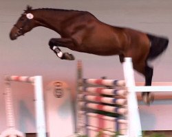 jumper Baylee (Oldenburg, 2011, from L-Vainqueur)