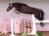 jumper Luckie Strike (Oldenburg show jumper, 2011, from Landor S)