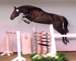 jumper Luckie Strike (Oldenburg show jumper, 2011, from Landor S)