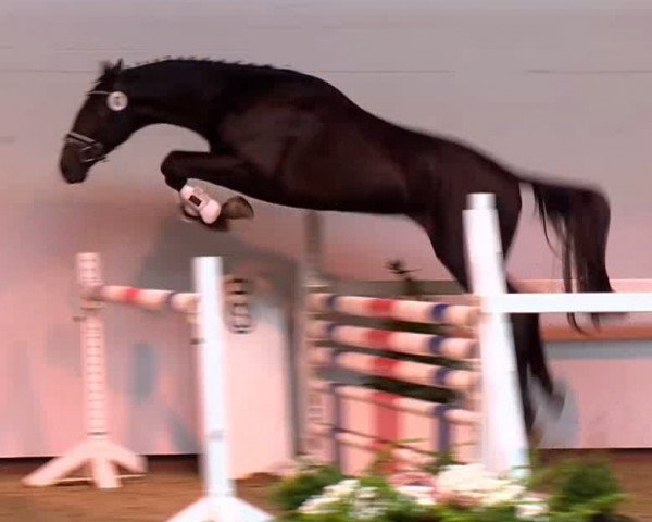 jumper Gold Star Z (Zangersheide riding horse, 2011, from Goldfever)