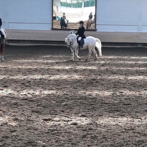 dressage horse Joshie 3 (Welsh mountain pony (SEK.A), 2007)