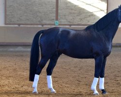 jumper Graciano 91 (Hanoverian, 2015, from Gandhi)