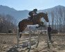 jumper Cavis Flying (Swiss Warmblood, 2010, from Eurocommerce Caresino)