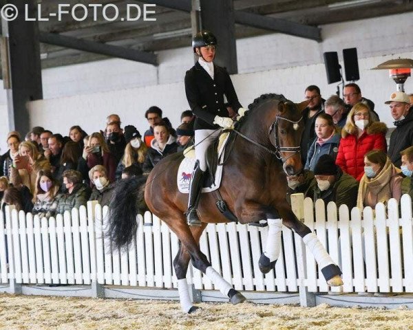 stallion Del Sogno (Hanoverian, 2019, from Dante’s Jr.)