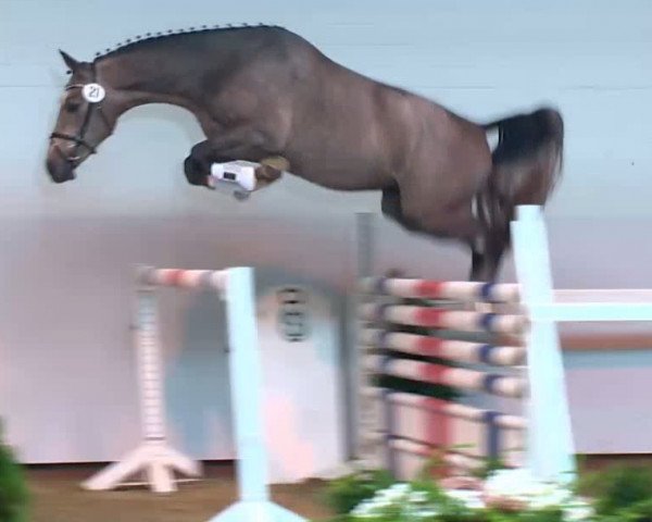 jumper Mr. Quality Z (Zangersheide riding horse, 2011, from Mr Blue)