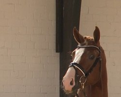 dressage horse Floristini (Hanoverian, 2018, from Floris Prince)