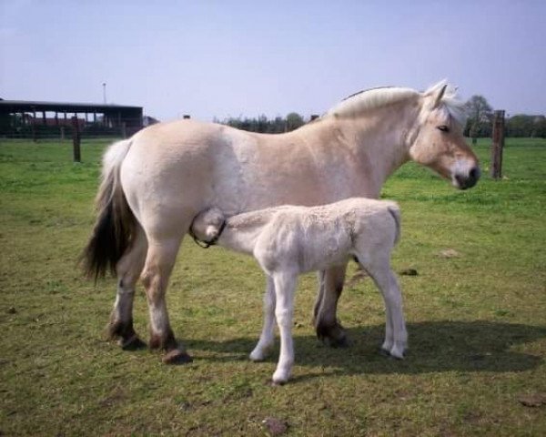 broodmare Bidonja van den Bosdries (Fjord Horse, 2000, from Haugguten)