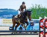 jumper Scash Z (Zangersheide riding horse, 2014, from Hunters Scendro)