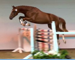 jumper Hengst von Cornet's Stern (Oldenburg show jumper, 2011, from Cornet's Stern)