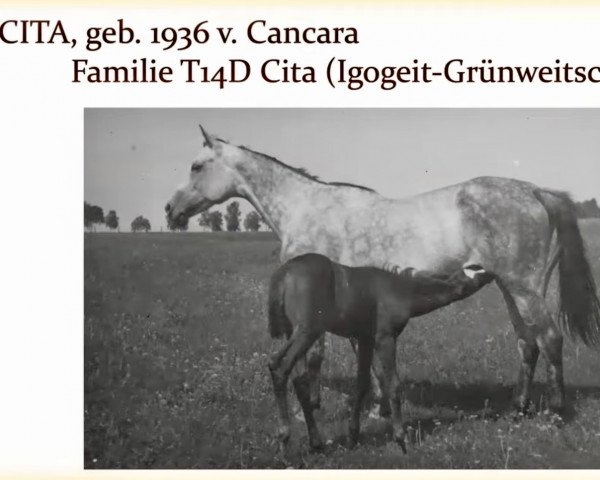 Zuchtstute Cita (Trakehner, 1936, von Cancara)