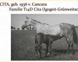 broodmare Cita (Trakehner, 1936, from Cancara 457)