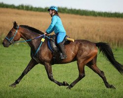 Springpferd King (Oldenburger Springpferd, 2005, von Vizzi Hanover (US))