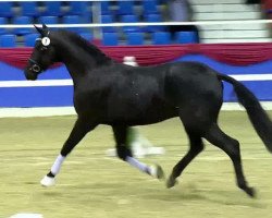 dressage horse Allstar (Westphalian, 2011, from Ampère)