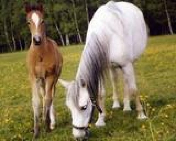 broodmare Laddenhojs Freja (Welsh-Pony (Section B), 1995, from Langaas Trinket)
