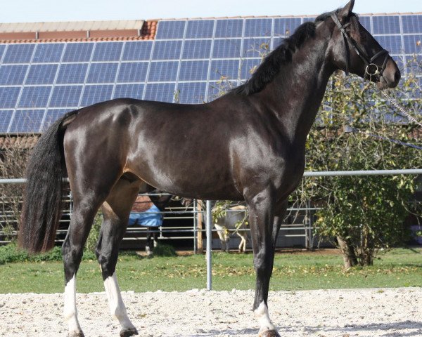jumper Olympic Continuet HaB (Bavarian, 2010, from Olympic Fire 5)