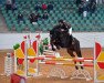 jumper Josta - H (KWPN (Royal Dutch Sporthorse), 2014, from Dallas VDL Z)