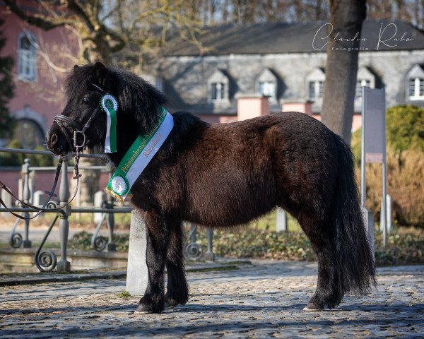 Deckhengst Nightingale v.d. Römer (Shetland Pony, 2019, von Fantom van Stal van Aschberg)