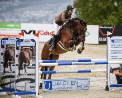 jumper Ody S (Belgian Warmblood, 2014, from Toulon)