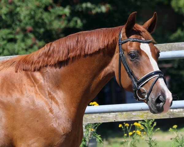 broodmare Zentaura (Oldenburg, 2009, from Sir Donnerhall I)