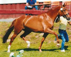 dressage horse Silberfee S (Hanoverian, 2014, from Sir Donnerhall I)