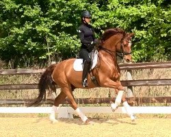 dressage horse Dondolo (Oldenburg, 2011, from Don Diamond)