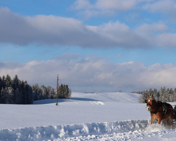 dressage horse Sunrise (5,86% ox) (Edelbluthaflinger, 2012, from Sukuta (5,47% ox))