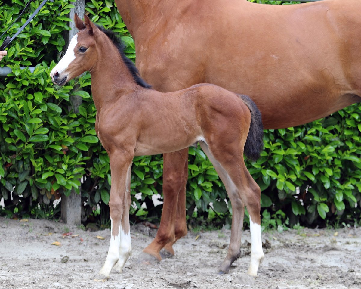 dressage horse Stute von Jameson Rs2 / Sir Donnerhall I (Oldenburg, 2021, from Jameson RS2)