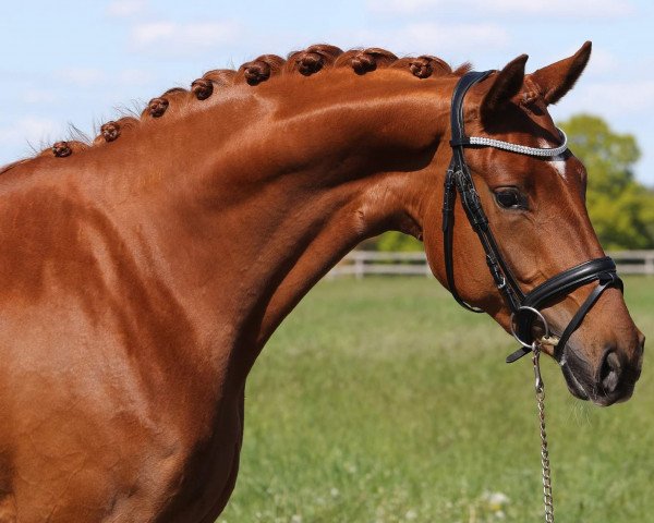 broodmare Zo Mooi (Oldenburg, 2016, from Weltissimo 3)