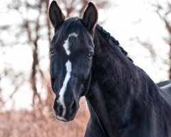 dressage horse Stoiber's Black Swan (Oldenburg, 2010, from Stoiber SN)