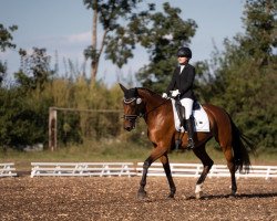 dressage horse Anouk 63 (Rhinelander, 2011, from Alvarino 2)