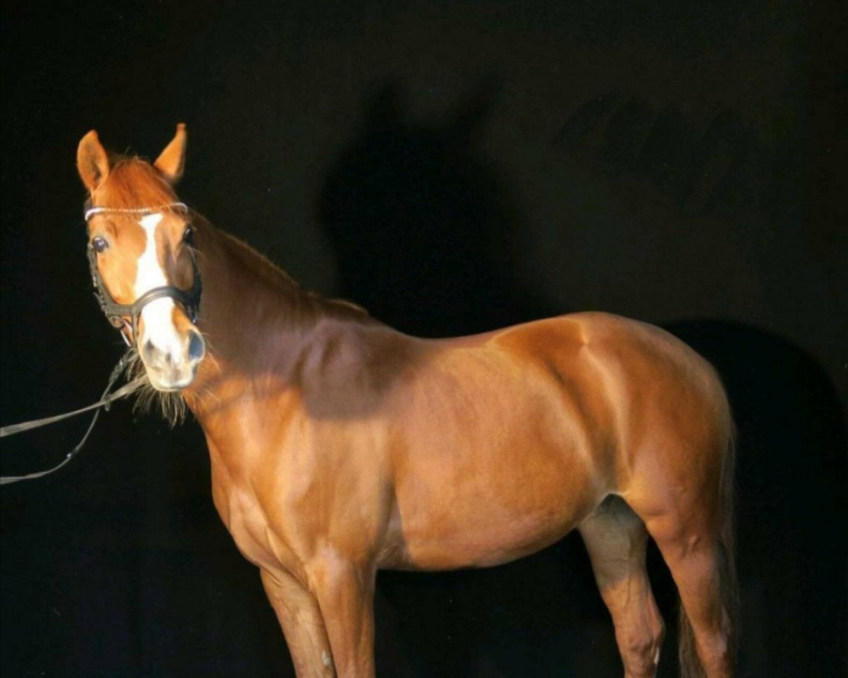jumper Chicki-Micki 3 (German Riding Pony, 2013, from Classic Dancer I)