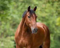 Springpferd Carlos Primero 8 (Holsteiner, 2004, von Calato)