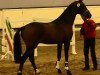 jumper Con Fodos (Oldenburg show jumper, 2011, from Conthargos)