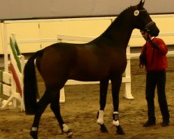 jumper Con Fodos (Oldenburg show jumper, 2011, from Conthargos)