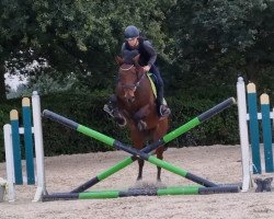 dressage horse Cinabella (German Sport Horse, 2006, from Cincinatti)