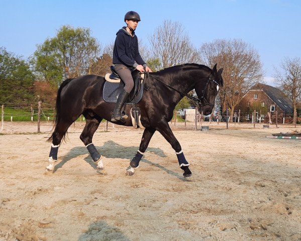 dressage horse Solero 105 (Hanoverian, 2008, from San Remo)