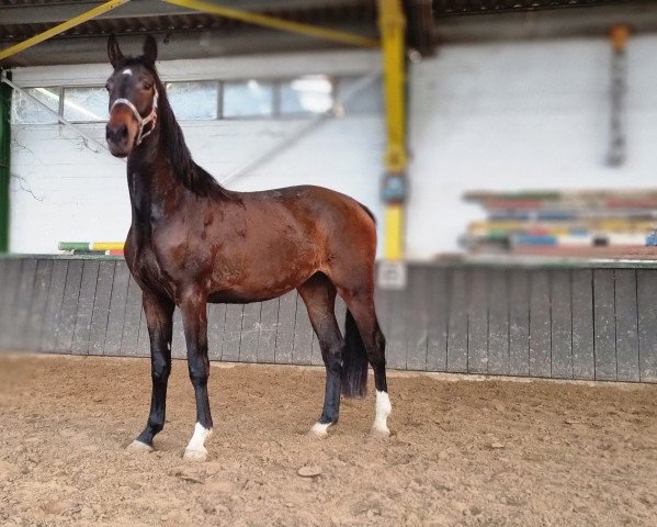 dressage horse Glamour Girl (Oldenburg, 2019, from Goldberg 15)