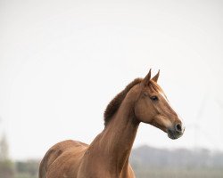 broodmare Astra V Thornesele Z (Zangersheide riding horse, 2006, from Acord II)