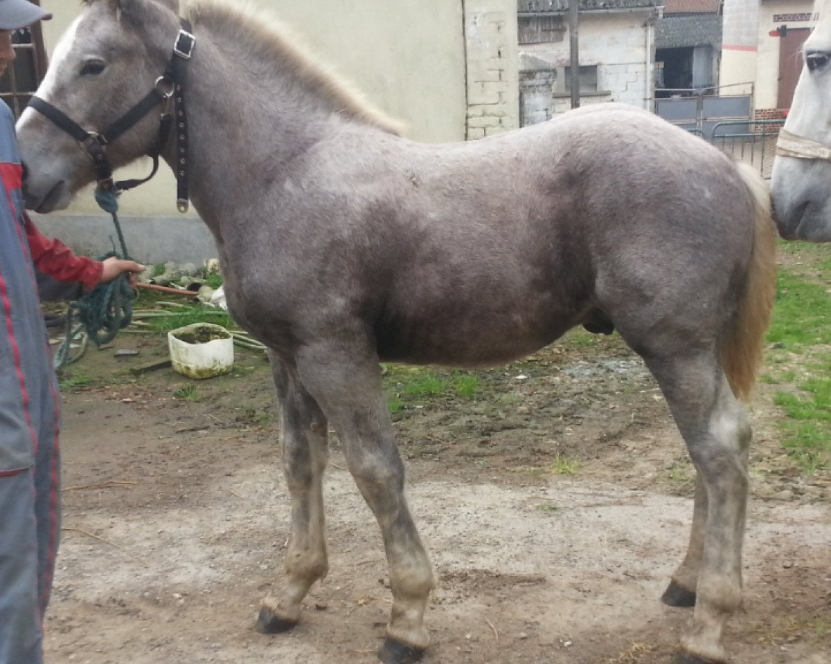 stallion Double Action (Boulonnais, 2013, from Onyx de Tachincoult)