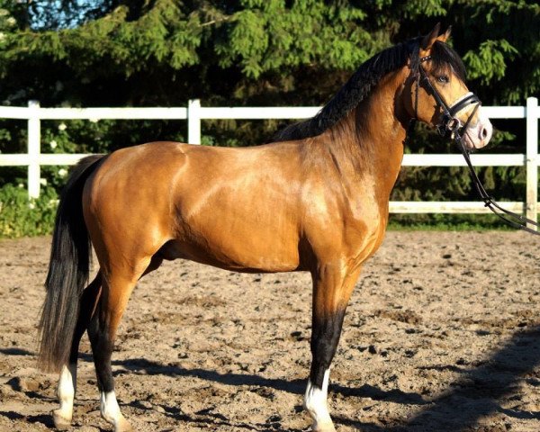 dressage horse Rheingolds Rainbow (German Riding Pony, 2011, from Rheingold)