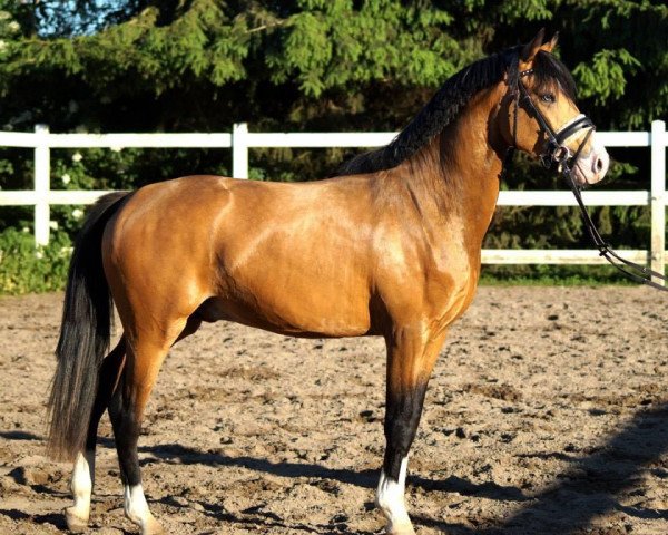 Dressurpferd Rheingolds Rainbow (Deutsches Reitpony, 2011, von Rheingold)