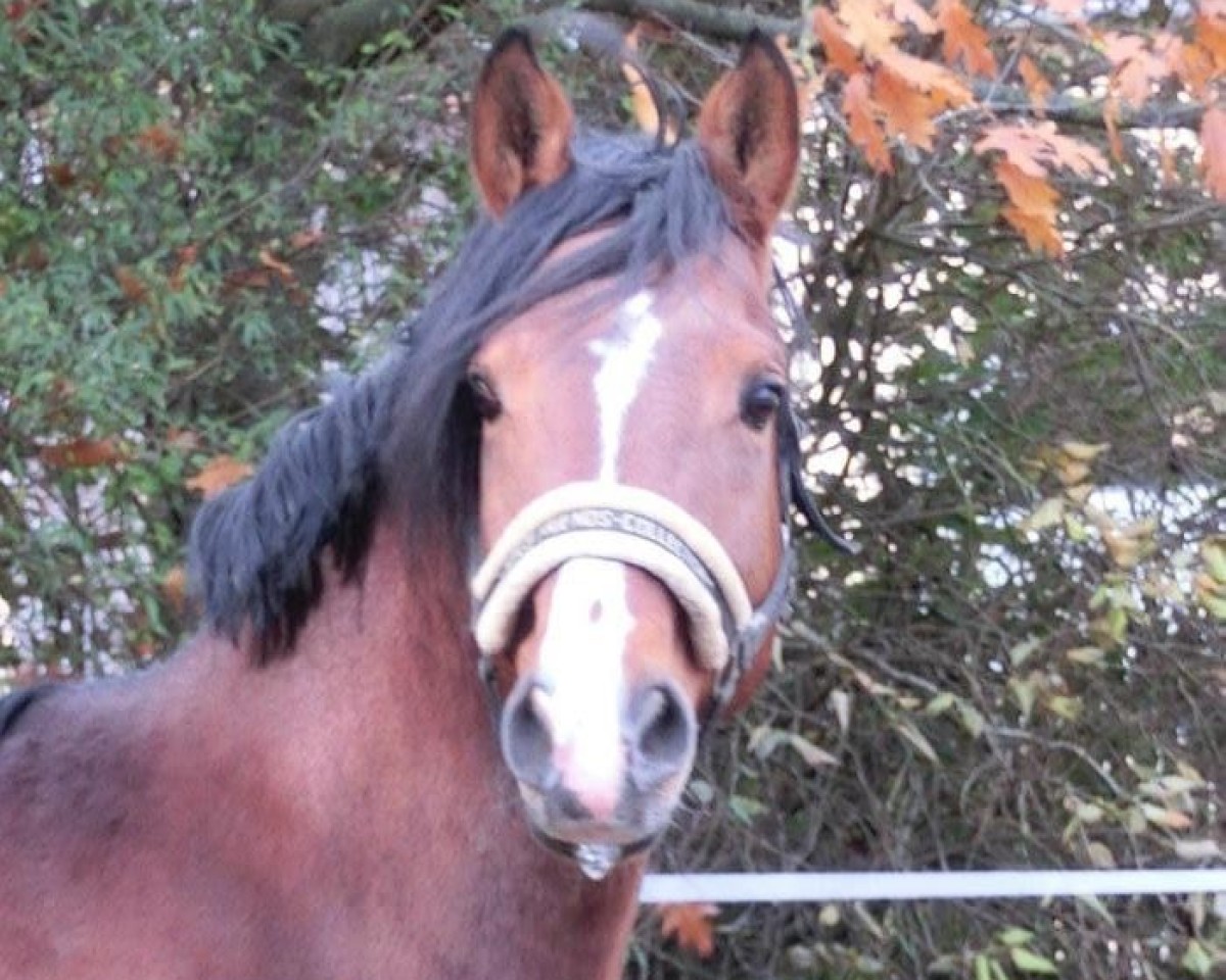 Dressurpferd San Royal (Kleines deutsches Reitpferd, 2004, von San Rubin)