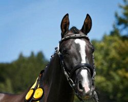 dressage horse Dancing Seven (German Riding Pony, 2009, from Dancing Fox 2)