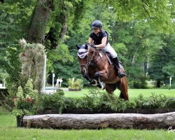 dressage horse Flipper T (German Riding Pony, 2010, from For Next Generation)