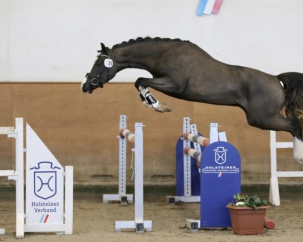 jumper Barcolino (German Riding Pony, 2019, from Bacon)