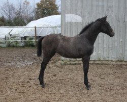 Springpferd Clever Fina (Hannoveraner, 2021, von Charthago Blue OLD)