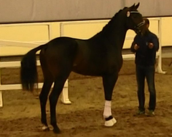 stallion Rockadel (Westphalian, 2011, from Rock Forever NRW)